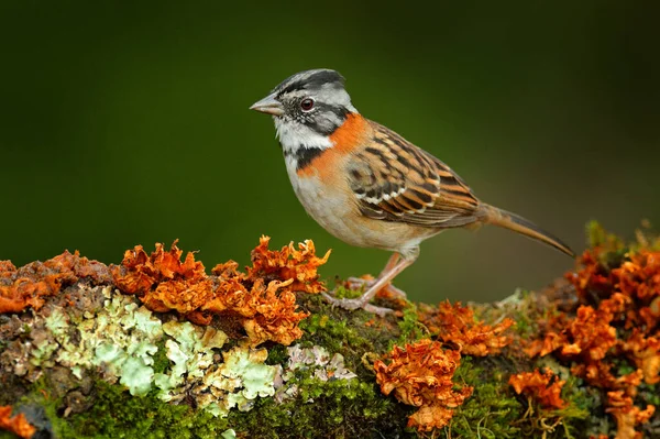 Rufus Collared Sparrow Zonotrichia Capensis Exotický Tropický Modrý Pták Kostariky — Stock fotografie