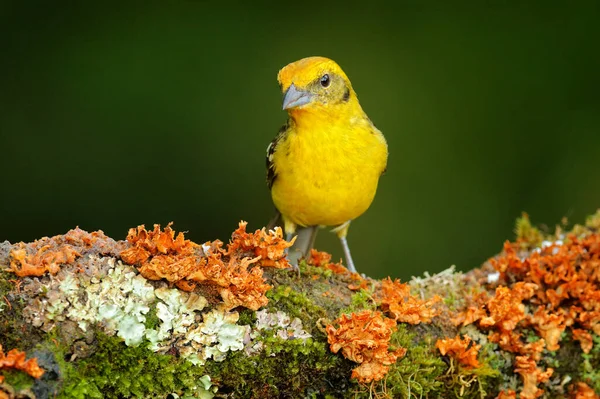 オレンジ色の鳥コスタリカのサヴォーレからのピランガ ビデンタ熱帯鳥の炎色のタネージャー 生息地に女性のタンカーを許可します カラマツの木の枝 — ストック写真