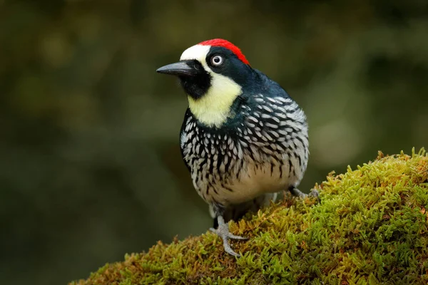 Acorn Woodpecker Melanerpes Formicivorus Beautiful Bird Sitting Green Mossy Branch — Stock Photo, Image