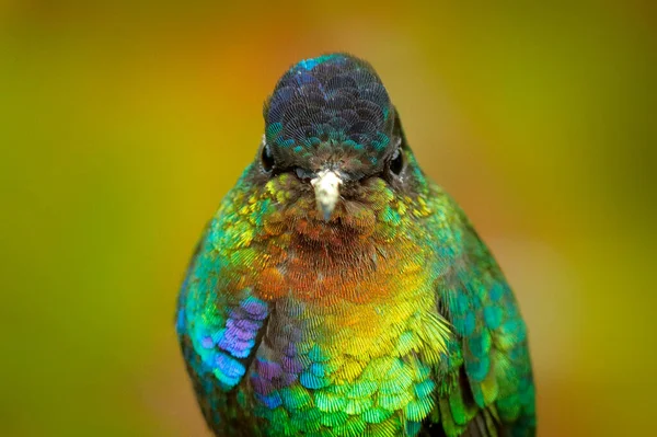 Retrato Brilhante Brilhante Brilhante Brilhante Pássaro Pássaro Vermelho Beija Flor — Fotografia de Stock