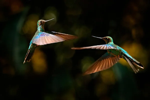 Kolibrie Gevecht Grote Saffiervleugel Pterophanes Cyanopterus Twee Grote Blauwe Kolibrie — Stockfoto