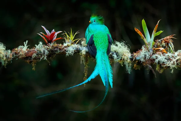 Quetzal Pharomachrus Mocinno Uit Natuur Costa Rica Met Groen Bos — Stockfoto