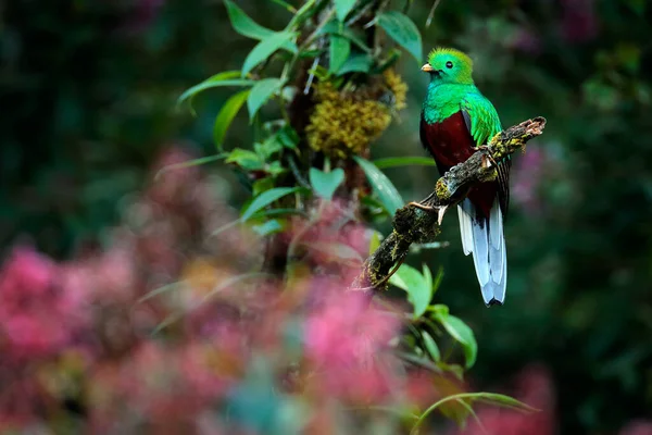 Quetzal Pharomachrus Mocinno Nature Costa Rica Avec Forêt Verte Magnifique — Photo