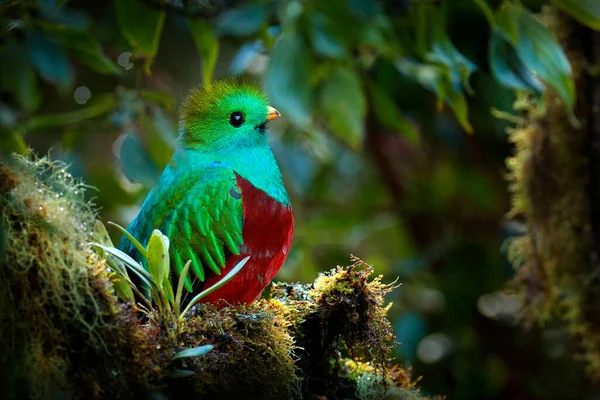 Quetzal Pharomachrus Mocinno Přírody Kostarika Růžovým Květinovým Lesem Nádherný Posvátný — Stock fotografie