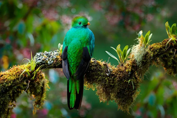 Quetzal Pharomachrus Mocinno Nature Costa Rica Avec Forêt Verte Magnifique — Photo