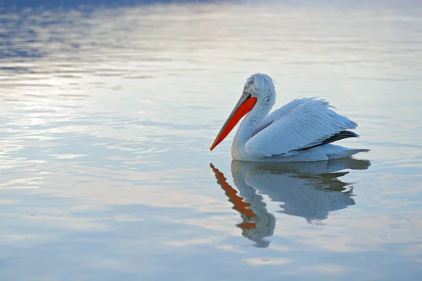 Pelican Pelecanus Crispus Desembarque Lago Kerkini Grécia Pelicano Com Asas — Fotografia de Stock