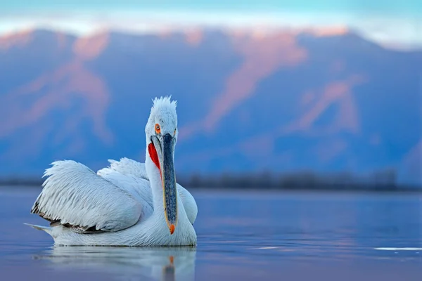 Pelikán Pelecanus Crispus Landolás Kerkini Tónál Görögország Pelikán Nyitott Szárnyakkal — Stock Fotó