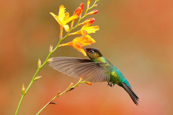 火を噴くハチドリ パンタープの象徴 飛行中の光沢のあるカラフルな鳥 花から蜜を吸う 熱帯林からの野生生物の飛行行動シーン パナマの山の明るい動物 — ストック写真