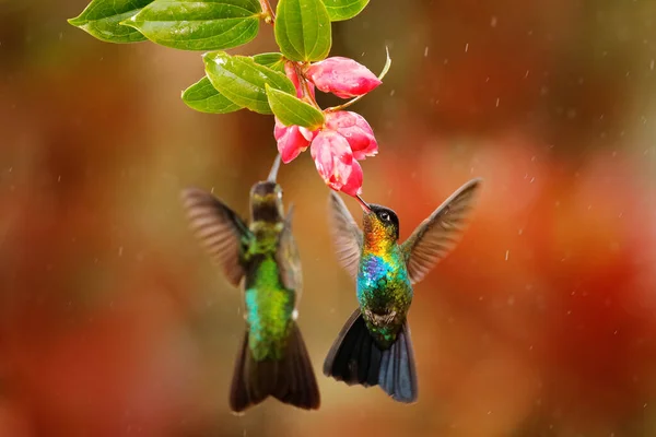Vurige Kolibrie Panterpe Insignis Glanzende Kleurrijke Vogel Vlucht Zuigt Nectar — Stockfoto