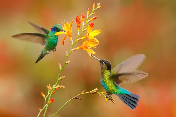 火を噴くハチドリ パンタープの象徴 飛行中の光沢のあるカラフルな鳥 花から蜜を吸う 熱帯林からの野生生物の飛行行動シーン パナマの山の明るい動物 — ストック写真