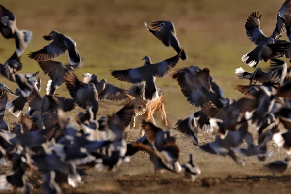Çakal Afrika Polentswa Botswana Birikintisi Yakınlarında Kuş Avlıyor Güzel Güneş — Stok fotoğraf