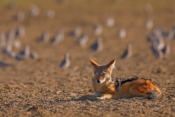 Schakale Jagen Vögel Der Nähe Des Wasserlochs Polentswa Botsuana Afrika — Stockfoto