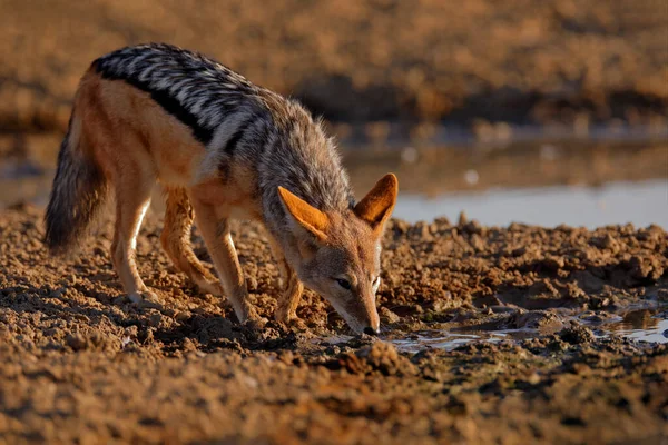 Jackal Hunting Birds Waterhole Polentswa Botswana Africa Beautiful Wildlife Scene — Stock Photo, Image