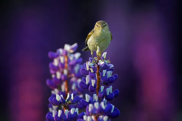 共通のシェフ Phylloscopus Colyitaは 自然の牧草地の生息地の美しい紫色のルピナスの花で歌います 野生動物の夏のシーン 紫色のピンクの花を持つ鳥 — ストック写真