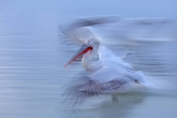 Doğadaki Sanat Bulanık Pelikan Pelecanus Crispus Yunanistan Kerkini Gölü Iniyor — Stok fotoğraf
