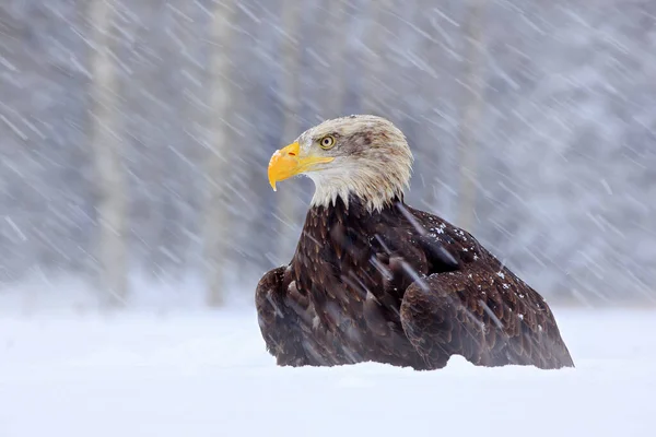 Aquila Calva Haliaeetus Leucocephalus Ritratto Rapace Bruno Con Testa Bianca — Foto Stock