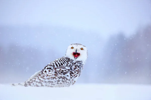 눈덮인 올빼미가 서식지의 있습니다 겨울에 동물의 캐나다 매니토 바주의 초원에 — 스톡 사진