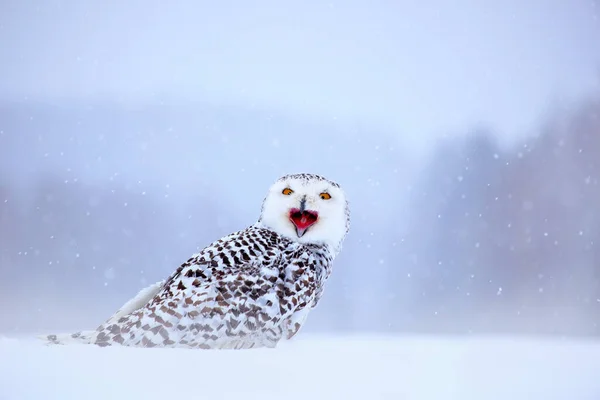 Schneeeule Sitzt Auf Dem Schnee Lebensraum Kalter Winter Mit Weißem — Stockfoto