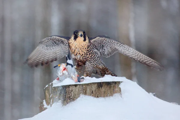 Peregrine Falcon Roofvogel Zittend Boomstronk Met Vangst Winter Met Sneeuw — Stockfoto