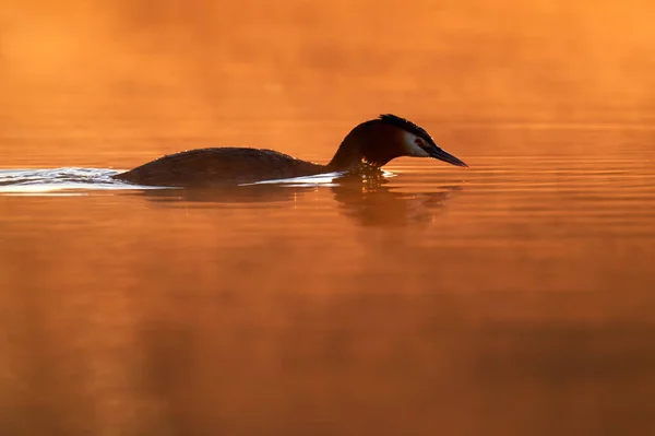 Grande Grebe Crested Podiceps Cristatus Luz Solar Manhã Água Laranja — Fotografia de Stock