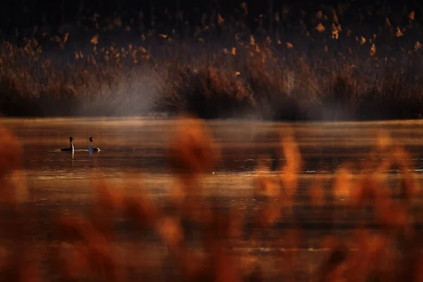 Crested Grebe Podiceps Kristali Kuşu Yuvada Oturuyor Yuva Zamanı Koyu — Stok fotoğraf