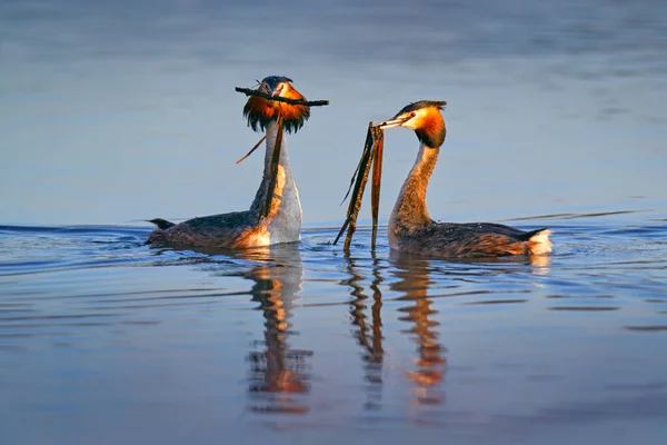 Haubentaucher Podiceps Cristatus Wasservogel Auf Dem Nest Brutzeit Auf Dem — Stockfoto