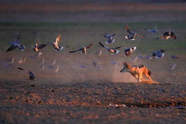Schakale Jagen Vögel Der Nähe Des Wasserlochs Polentswa Botswana Afrika — Stockfoto
