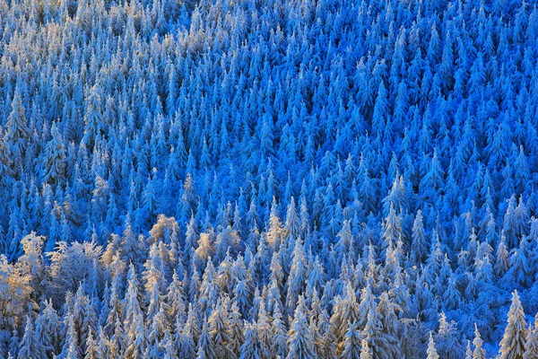 Rosa Morgonljus Före Soluppgången Vinterskymning Kall Natur Skogen Orlicke Hory — Stockfoto