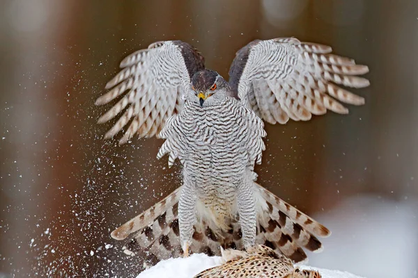 Vogellandung Winter Wildtiere Greifvögel Mit Fang Schnee Tierverhalten Wald Greifvogel — Stockfoto