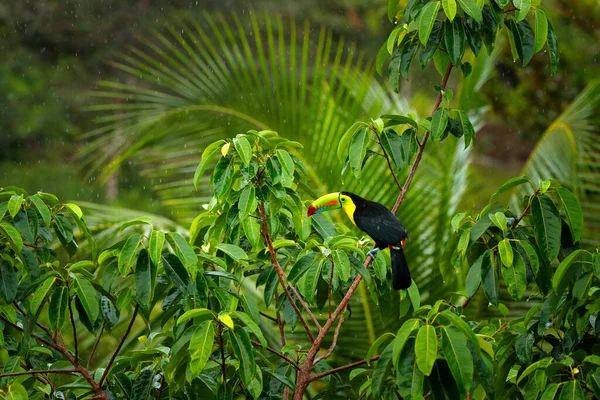 Tropisk Skog Med Exotiska Fåglar Toukan Gröna Träd Keel Fakturerade — Stockfoto