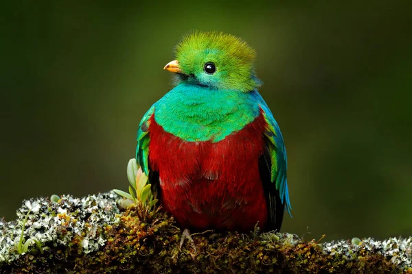 Quetzal Pharomachrus Mocinno Přírody Kostarika Růžovým Květinovým Lesem Nádherný Posvátný — Stock fotografie
