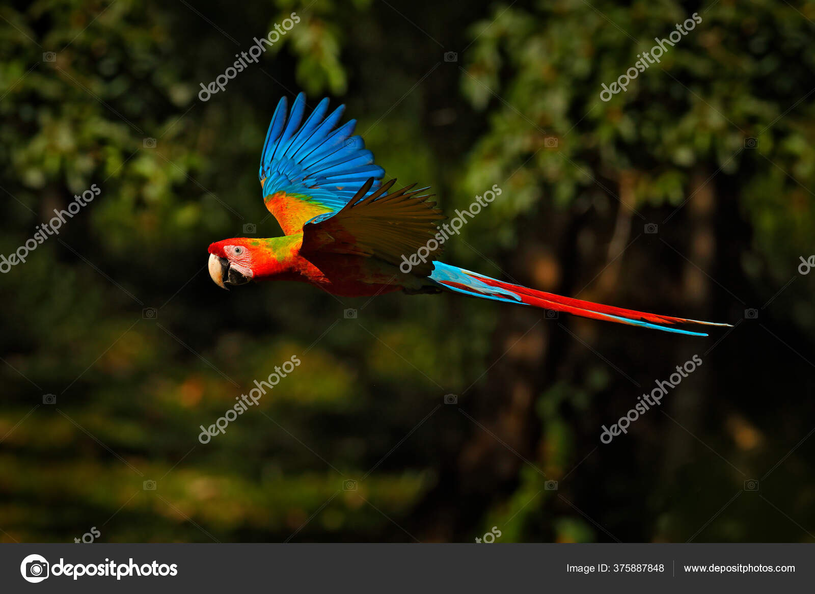 Hybrid Macao Ara Ambigua Form Tropical Forest Costa Rica Stock Photo by ©OndrejProsicky 375887848