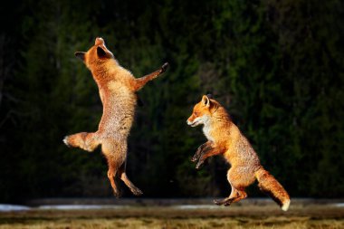 Kızıl Tilki atlama dövüşü, Vulpes vulpes, çimenli çayırlarda güzel bir hayvan, ormanın yakınındaki doğal yaşam alanında, akşam güneşi güzel bir ışıkla, Almanya. Tilki düellosu, vahşi yaşam Avrupa.