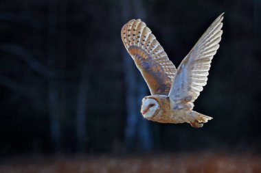 Baykuş kanatları açık uçar. Ahır Baykuşu, Tyto Alba, sabah kırmızı çimlerin üzerinde uçun. Doğa kanadı sahnesi. Soğuk sabah gündoğumu, habitattaki hayvan. Ormandaki kuş.       