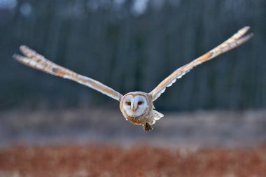 Baykuş kanatları açık uçar. Ahır Baykuşu, Tyto Alba, sabah kırmızı çimlerin üzerinde uçun. Doğa kanadı sahnesi. Soğuk sabah gündoğumu, habitattaki hayvan. Ormandaki kuş.       