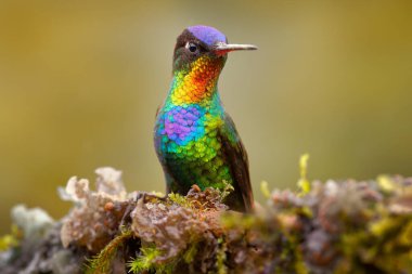 Kırmızı parlak parlak bir kuş. Kızgın boğaz sinekkuşu, Panterpe işareti, dalda oturan renkli kuş. Kosta Rika 'dan parlak dağ hayvanı.