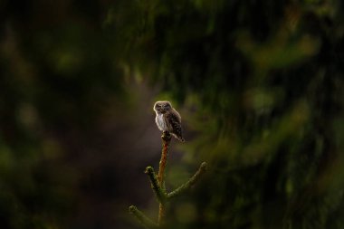 Pigme Baykuş, açık karanlık orman arka planına sahip ağaç ladin dalında oturuyor. Avrasya teneke kuşu yaşam alanında. Akşam günbatımında güzel bir kuş. Vahşi doğadan vahşi yaşam sahnesi.