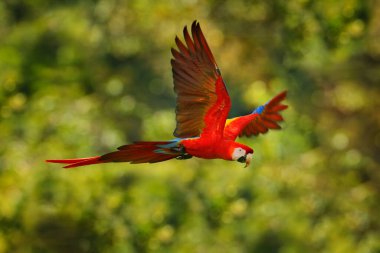 Kırmızı mavi papağan koyu yeşil bitki örtüsünde uçuyor. Güzel bir arka ışık ve yağmur var. Scarlet Macaw, Ara macao, Kosta Rika tropikal ormanlarında. Tropikal doğadan vahşi yaşam sahnesi. Ormanda kırmızı.