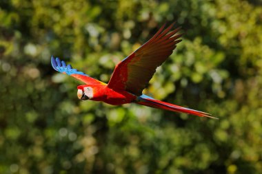Koyu yeşil bitki örtüsünde uçan kırmızı papağan. Scarlet Macaw, Ara macao, Brezilya 'nın tropik ormanlarında. Doğadan vahşi yaşam sahnesi. Yeşil orman ortamında uçan papağan..