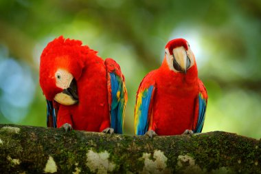 Bird love. Pair of big parrots Scarlet Macaw, Ara macao, in forest habitat. Two red birds sitting on branch, Brazil. Wildlife love scene from tropical forest nature. clipart