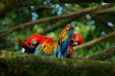 Kuş sevgisi. Orman habitatında bir çift büyük papağan Scarlet Macaw, Ara macao. Brezilya 'da dalda oturan iki kırmızı kuş. Tropikal orman doğasından vahşi yaşam aşk sahnesi.