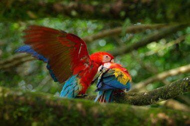 Orman habitatında bir çift büyük papağan Scarlet Macaw, Ara macao. Kuş sevgisi. Kosta Rika 'da dalda oturan iki kırmızı kuş. Tropikal orman doğasından vahşi yaşam aşk sahnesi.