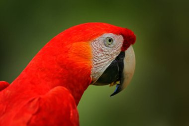 Ormandaki büyük papağan Scarlet Macaw 'ın portresi. Kuş sevgisi. Kosta Rika 'da dalda oturan iki kırmızı kuş. Tropikal orman doğasından vahşi yaşam aşk sahnesi.