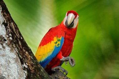 Orman habitatında bir çift büyük papağan Scarlet Macaw, Ara macao. Kuş sevgisi. Kosta Rika 'da dalda oturan iki kırmızı kuş. Tropikal orman doğasından vahşi yaşam aşk sahnesi.