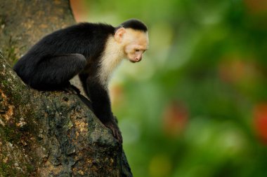 Beyaz başlı Capuchin, siyah maymun oturuyor ve karanlık tropikal ormanda ağaç dalında birinin yumruğunu sallıyor. Kosta Rika 'nın vahşi yaşamı. Orta Amerika 'da seyahat tatili. Ağızlığı dişle aç.