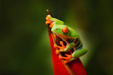 Kosta Rika vahşi yaşamı. Kırmızı gözlü ağaç kurbağası, Agalychnis callidryas, büyük kırmızı gözlü hayvan, Kosta Rika doğal ortamında. Ormandaki güzel kurbağa, Orta Amerika 'dan gelen egzotik hayvan.