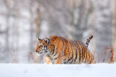 Vahşi kış doğasında kaplan, karda koşuyor. Sibirya kaplanı, Panthera tigris altaica. Tehlikeli bir hayvanla vahşi yaşam sahnesi. Tayga, Rusya 'da soğuk kış. Vahşi Amur kedili kar taneleri. 