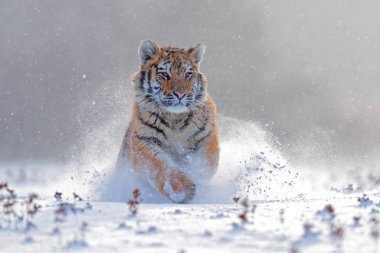Vahşi kış doğasında kaplan, karda koşuyor. Sibirya kaplanı, Panthera tigris altaica. Vahşi kedili kar taneleri. Tehlikeli bir hayvanla vahşi yaşam sahnesi. Tayga 'da soğuk kış, Rusya. 