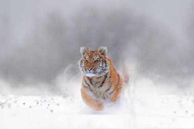 Kaplan, Rusya 'da soğuk kış mevsimi. Vahşi Amur kedisiyle kar taneleri. Kaplan karı vahşi kış doğasında koşar. Sibirya kaplanı, Panthera tigris altaica. Tehlikeli hayvanlarla aksiyon sahnesi. 