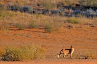 Karakterli, Afrika vaşağı, kızıl kum çölünde. Güzel vahşi kedi doğada, Kgalagadi, Botswana, Güney Afrika. Çakıl taşlarında yüzyüze yürüyen bir hayvan, Felis Caracal. Doğadan vahşi yaşam sahnesi.